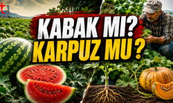 Kabak Aşılı Karpuz Üretimi Yaygınlaşıyor