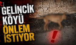 Gelincik Köyü Önlem İstiyor