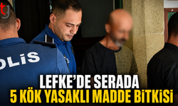 Lefke’de Serada 5 Kök Yasaklı Madde Bitkisi