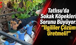 Tatlısu’da Sokak Köpekleri Sorunu Büyüyor: "İlgililer Çözüm Üretmeli!"