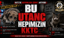 Toplumun Ortak Utancı: Hayvanlara Yönelik Zulüm Sürüyor