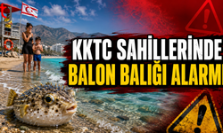Kuzey Kıbrıs Sahillerinde Balon Balığı Alarmı