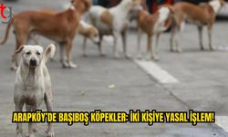 Arapköy’de Başıboş Köpekler İçin İki Kişiye Polis İşlemi