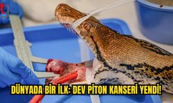 Kanser Tedavisi Gören Dev Pitondan Sevindiren Haber