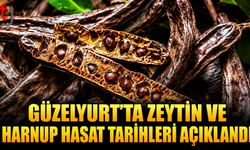 Güzelyurt’ta Zeytin ve Harnup Hasat Tarihleri Açıklandı