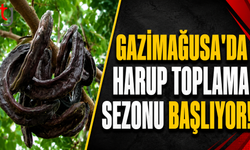 Gazimağusa'da Harup Toplama Sezonu Başlıyor!