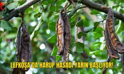 Harup Üreticileri Dikkat: Hasat Tarihi Açıklandı