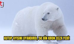 Svalbard’da Yaban Hayatını Rahatsız Eden Yolcuya Ceza