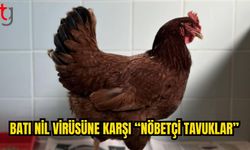 Batı Nil Virüsü Riskini Tavuklar Önceden Haber Veriyor