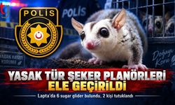 6 Sugar Glider Taşkent Doğa Parkı’na teslim edildi