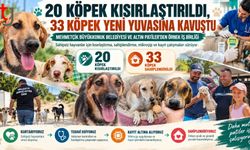 SAHİPSİZ CAN DOSTLAR İÇİN SOMUT ADIMLAR
