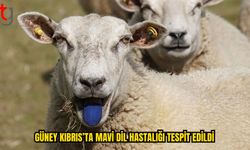 Veterinerlik Dairesi Mavi Dil Vakalarını Açıkladı