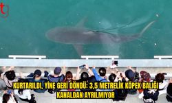 Güney Kore’de Köpek Balığı Israrla Aynı Kanala Dönüyor