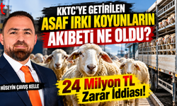 KKTC’YE GETİRİLEN ASAF IRKI KOYUNLARIN AKIBETİ NE OLDU? 24 MİLYON TL ZARAR İDDİASI !