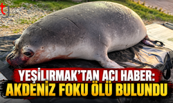 YEŞİLIRMAK’TAN ACI HABER: AKDENİZ FOKU ÖLÜ BULUNDU