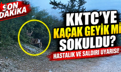 KKTC’YE KAÇAK GEYİK Mİ SOKULDU? HASTALIK VE SALDIRI UYARISI!