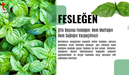 Şifa Deposu Fesleğen: Hem Mutfağın Hem Sağlığın Vazgeçilmezi