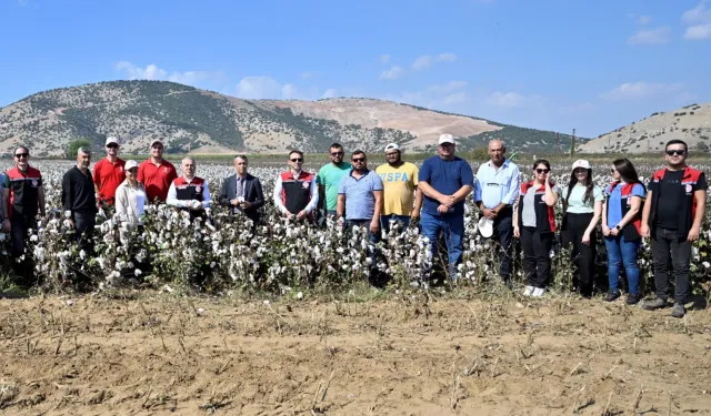 İzmir Torbalı'da teşvikli tarlalarda pamuk hasadı