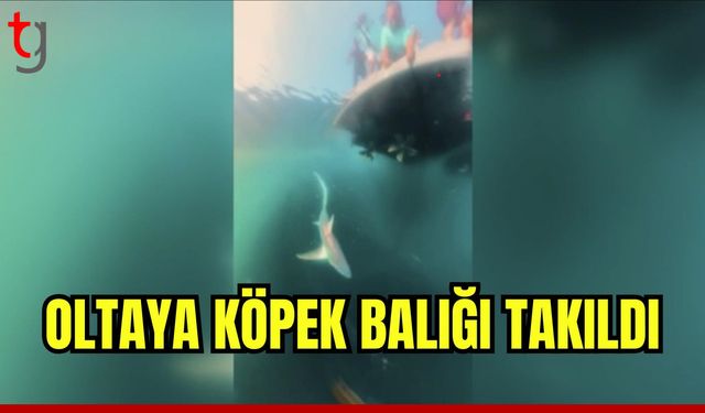 Balıkçının oltasına köpek balığı takıldı