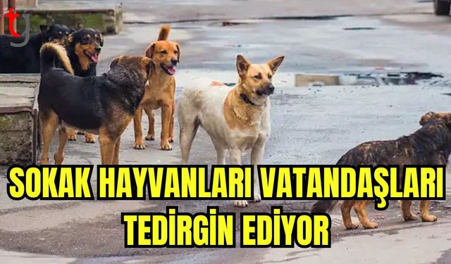 Sokak hayvanları vatandaşları tedirgin ediyor