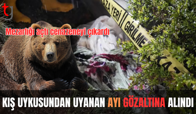 Yiyecek arayan ayı mezarlığa dadandı! Mezarı tahrip etti, cenazeyi mezardan çıkardı