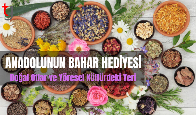 Anadolu’nun Bahar Hediyesi: Doğal Otlar ve Yöresel Kültürdeki Yeri