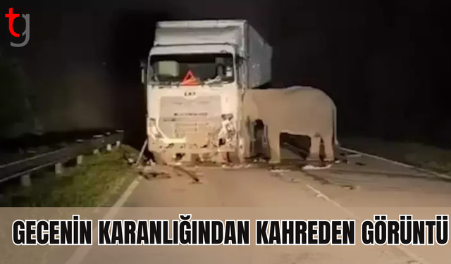 Gecenin karanlığında kahreden görüntü