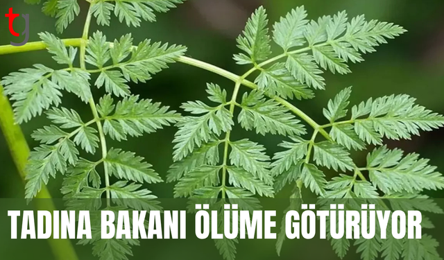 Yaprakları maydanoza benzeyen baldıran otu zehirliyor