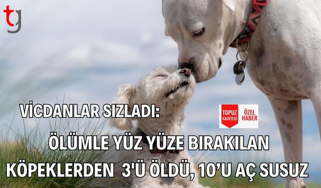 Vicdanlar Sızladı:  Ölümle Yüz Yüze Bırakılan Köpeklerden  3'ü Öldü, 10’u Aç Susuz
