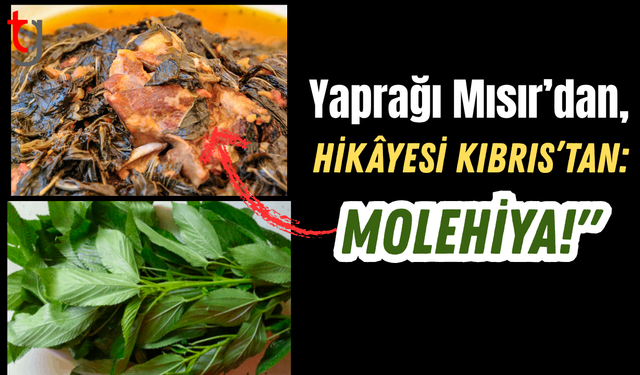 Yaprağı Mısır’dan, Hikâyesi Kıbrıs’tan: Molehiya!"