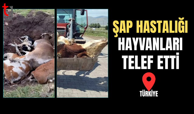 Ölen hayvan sayısı korkunç boyutlara ulaştı