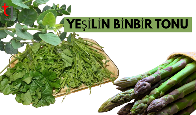 Kıbrıs’ın Doğasından Sofralara: Yenilebilir Otlar