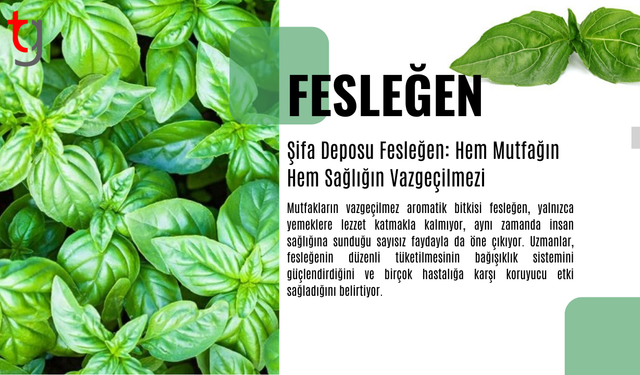 Şifa Deposu Fesleğen: Hem Mutfağın Hem Sağlığın Vazgeçilmezi