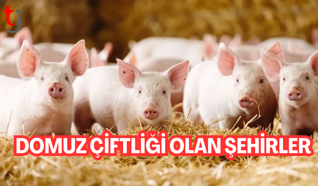 Şehirlerde 100 domuz çiftliği var! Liste güncellendi