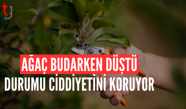 LEFKOŞA’DA TALİHSİZ KAZA: AĞAÇ BUDARKEN DÜŞTÜ!