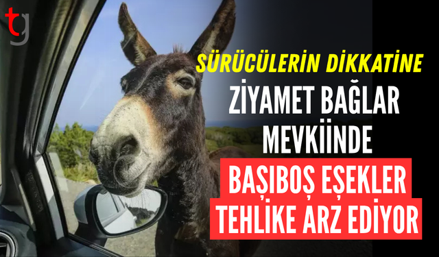 ZİYAMET BAĞLAR MEVKİİNDE TRAFİKTE EŞEK UYARISI
