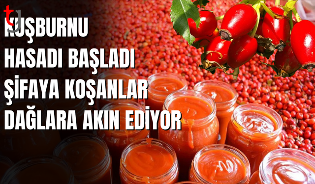 Kuşburnu Şifa Deposu: Doğal Vitamin Kaynağına İlgi Artıyor