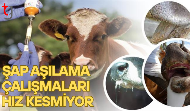 Tarım ve Doğal Kaynaklar Bakanlığı şap aşılamaları ülke genelinde sürüyor