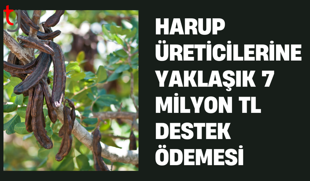2025 yılı harup ürününe destek ödemesi yapıldı