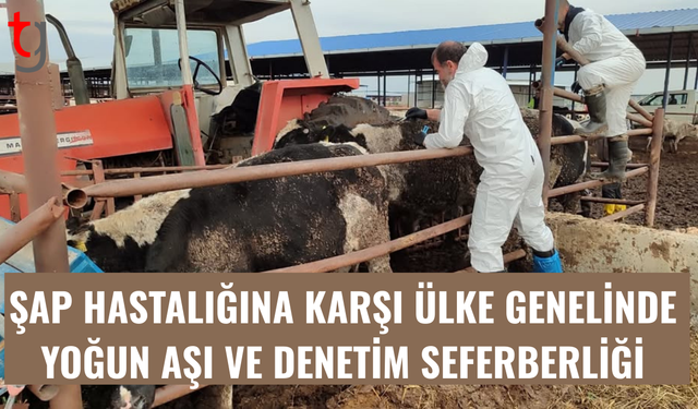 Şap hastalığına karşı ülke genelinde sıkı takip ve önlem süreci