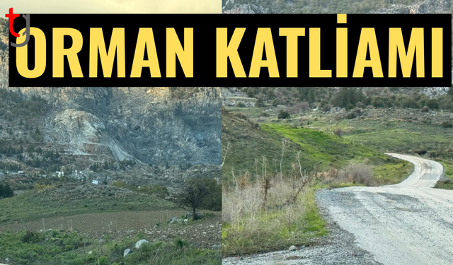 Ormanlar taş ocaklarına kurban ediliyor