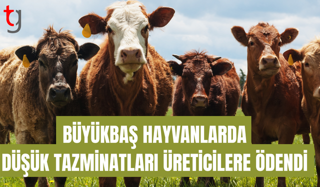 Büyükbaş hayvanlar için düşük tazminatı ödendi
