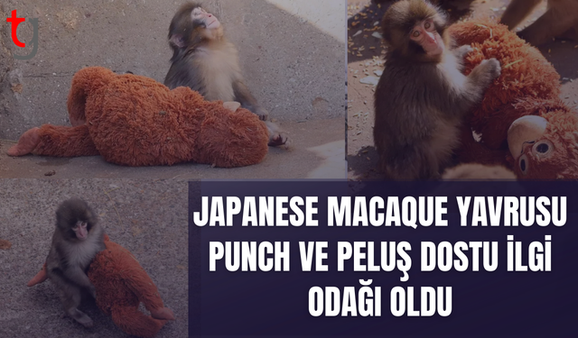 Punch ve peluş oyuncağının duygulandıran hikâyesi