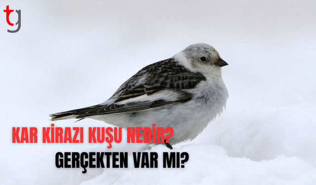 Kar kirazı kuşu hakkında merak edilenler
