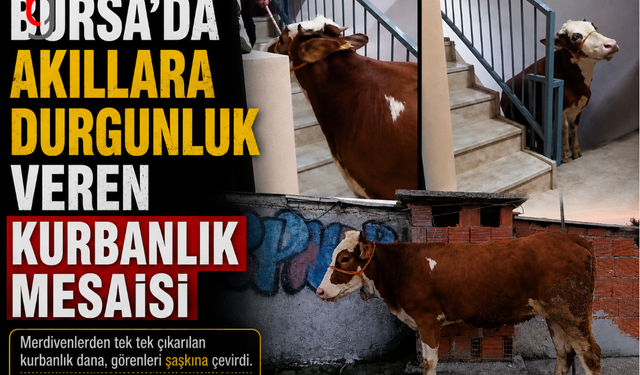 BURSA’DA AKILLARA DURGUNLUK VEREN KURBANLIK MESAİSİ