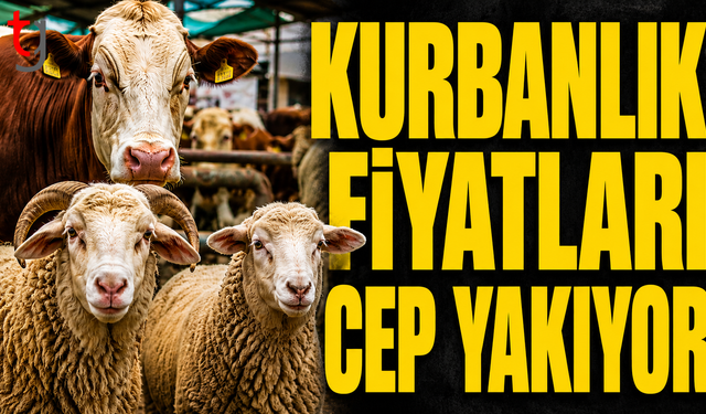 Kurbanlık fiyatları cep yakıyor