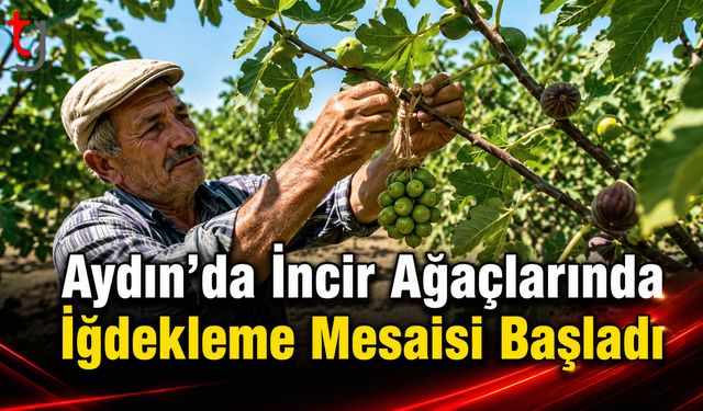 Aydın’da İncir Ağaçlarında İğdekleme Mesaisi Başladı