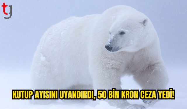 Svalbard’da Yaban Hayatını Rahatsız Eden Yolcuya Ceza