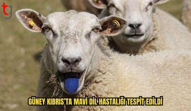 Veterinerlik Dairesi Mavi Dil Vakalarını Açıkladı
