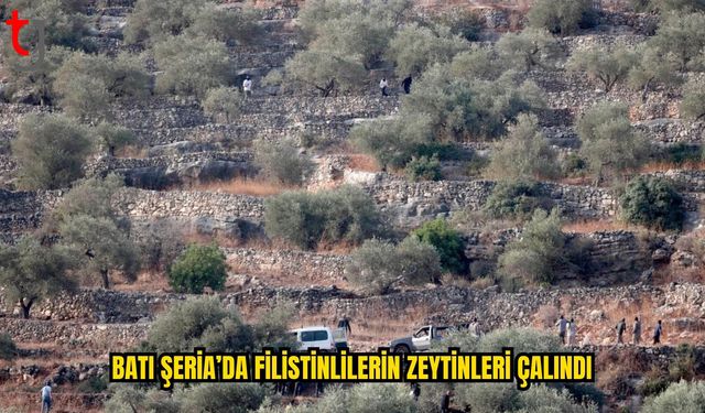 Filistinli Çiftçilerin Zeytinleri Hedef Oldu